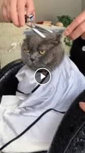 Pin By Hulya On Gewohnheiten Cute Cats And Kittens Cute Animals Funny Cat Videos