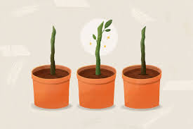 Image result for cuttings of roses