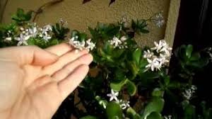 Check spelling or type a new query. How To Get Your Jade Plant Money Plant To Flower Crassula Ovata Youtube