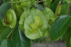 Image result for Pterocarpus indicus