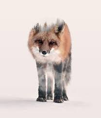 Hondo Kitsune Photographic Print By Peg Essert Cute Animal Drawings Kitsune Spirit Animal