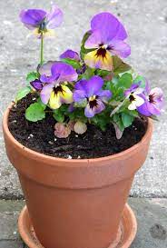 Pansy Flower Pot Wedding Centerpieces Ideas Google Search Pansies Flowers Pansies Flower Planters