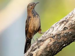 Image result for Pycreus melas