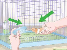 3 Ways To Keep A Hamster Clean - Wikihow Pet