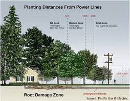 Utility Line Arboretum At Hahn Horticulture Garden Selecting Utility Compatible Trees Street Trees Trees To Plant Plants