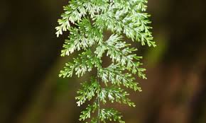 Image result for Hymenophyllaceae