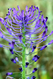 Image result for Hyacinthaceae