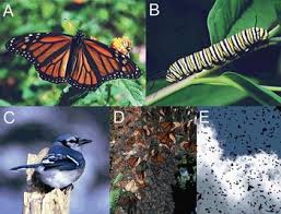 Maybe you would like to learn more about one of these? Multi Trophic Interactions And Migration Behaviour Determine The Ecology And Evolution Of Parasite Infection In Monarch Butterflies Chapter Seventeen Wildlife Disease Ecology