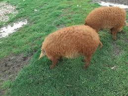 Porci Mangalita Photos Facebook