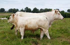 Charolais Deltagro