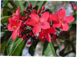 Image result for Anisotes