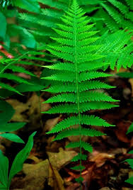 Image result for Amauropelta