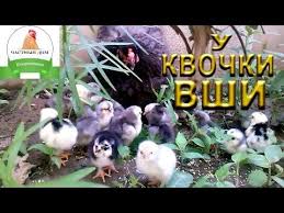 как избавиться от вшей в домашних условиях за 1 день Kak Izbavitsya Ot Vshej Obrabatyvaem Kvochku I Cyplyat Ispolzuya Prisypku Protiv Vshej Youtube In 2020 Mac S Mac