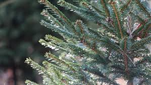 Maybe you would like to learn more about one of these? Where To Buy Real Christmas Trees In New Jersey