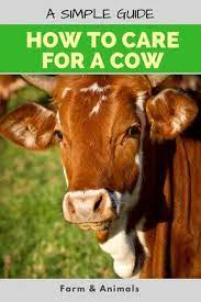 You May Want To Have A Cow For Your Homestead To Provide Milk And Produce A Calf Yearly For Meat You Might Want To Have A He Pet Cows Raising Farm