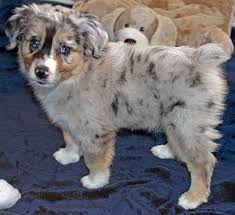 Maybe you would like to learn more about one of these? Mini Pomeranian For Sale Australia Novocom Top