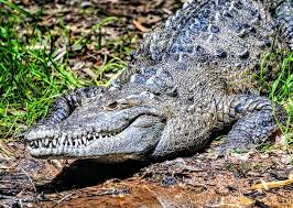 Pin By Becky Todd On Animals Of The Rainforest Rainforest Animals Crocodiles American Crocodile
