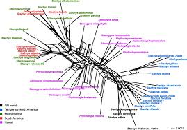 Image result for Stachys aculeolata