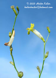 Image result for Schwenckia