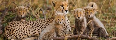 Black cat generally represents misfortune and bad luck. Cheetah Symbolism Dreams And Messages Spirit Animal Totems