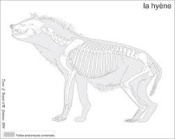 Pin By Bia Kela On Bones Hyena Animal Drawings Animal Sketches