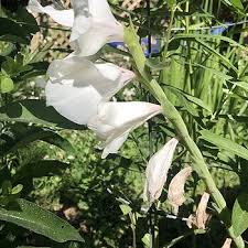Image result for Gladiolus hollandii