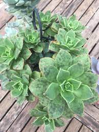 Check spelling or type a new query. Why Succulent Leaves Turning Black Major Causes And Solution