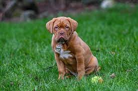 Unsere geschwister haben schon ein tolles zuhause. Bordeaux Dogge Erfahre Mehr Uber Diese Hunderasse