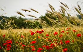 Maybe you would like to learn more about one of these? Wallpaper Wheat Field Flowers Background Widescreen Wallpaper Mac Rye Spikelets Wallpaper Ears Flowers Flower Widescreen Background Full Screen Images For Desktop Section Cvety Download