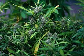 6 tipps für die perfekte ernte hanf wann.das ziel eines jeden growers ist es, potenziell gutes cannabis zu produzieren und sich mit einer reichen. Wann Soll Man Hanf Ernten Um Viele Wirkstoffe Zu Haben