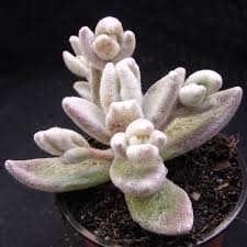 The Succulent Garden Kalanchoe Eriophylla Succulents Succulents Garden Succulents Online