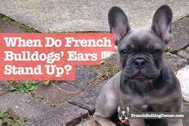 Frenchies are born with floppy ears. When Do French Bulldogs Ears Stand Up Info On Taping