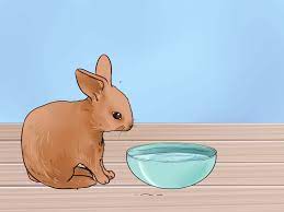 How To Feed Baby Rabbits 11 Steps With Pictures Wikihow