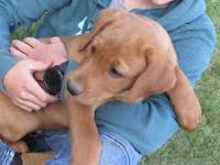 Puppies and dogs for sale in canada on puppyfinder.com. Red Labs Adopt Dogs Puppies Locally In Ontario Kijiji Classifieds