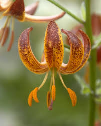 Image result for Lilium martagon `Arabian Night`