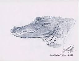 Alligator Sketch Animal Drawings Art Reference Poses Drawings