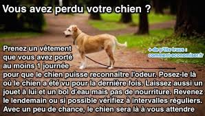 L Astuce Stupefiante Pour Retrouver Un Chien Perdu Chien Avoir Un Chien Chien Rigolo