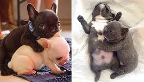 French bulldog puppies for sale | paris, tx #169841. Best Cute French Bulldog Puppies Funny French Bulldog Puppies Compilation 2020 Video Dailymotion
