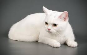 Has short thick white fur, pointed ears and a long tail. White Cat Breeds List With Pictures Lovetoknow