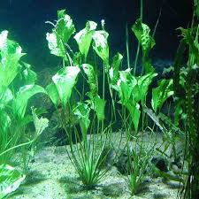 Image result for Ottelia