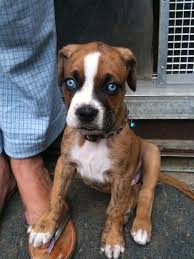 Boxer Forum Boxer Breed Dog Forums Boxer Puppy Puppies With Blue Eyes Boxer Dogs