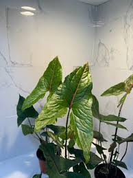 Image result for Pavetta johnstonii