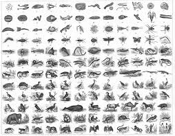 linnaean classification system scientific names