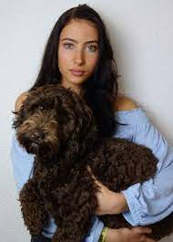 hundezucht schweiz der echte australian labradoodle original australian labradoodle welpen