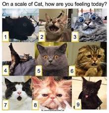 On A Scale Of How Are You Feeling Meme Google Search Crazy Cats Funny Animal Pictures Cute Animals