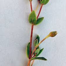 Image result for Stellaria sennii