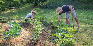 Put a little fertilizer into each hole, then drop the seeds into the holes or gently place the seedlings into them. How To Start A Permaculture Garden Beginner S Guide Grocycle