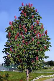 Image result for Aesculus