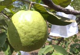 Caranya adalah dengan merebus daun jambu biji kemudian air minuman tersebut diminum. Ini Dia Kendala Membuahkan Jambu Kristal Artikel Pertanian Terbaru Berita Pertanian Terbaru