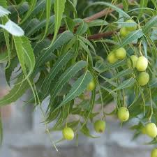 Image result for Azadirachta